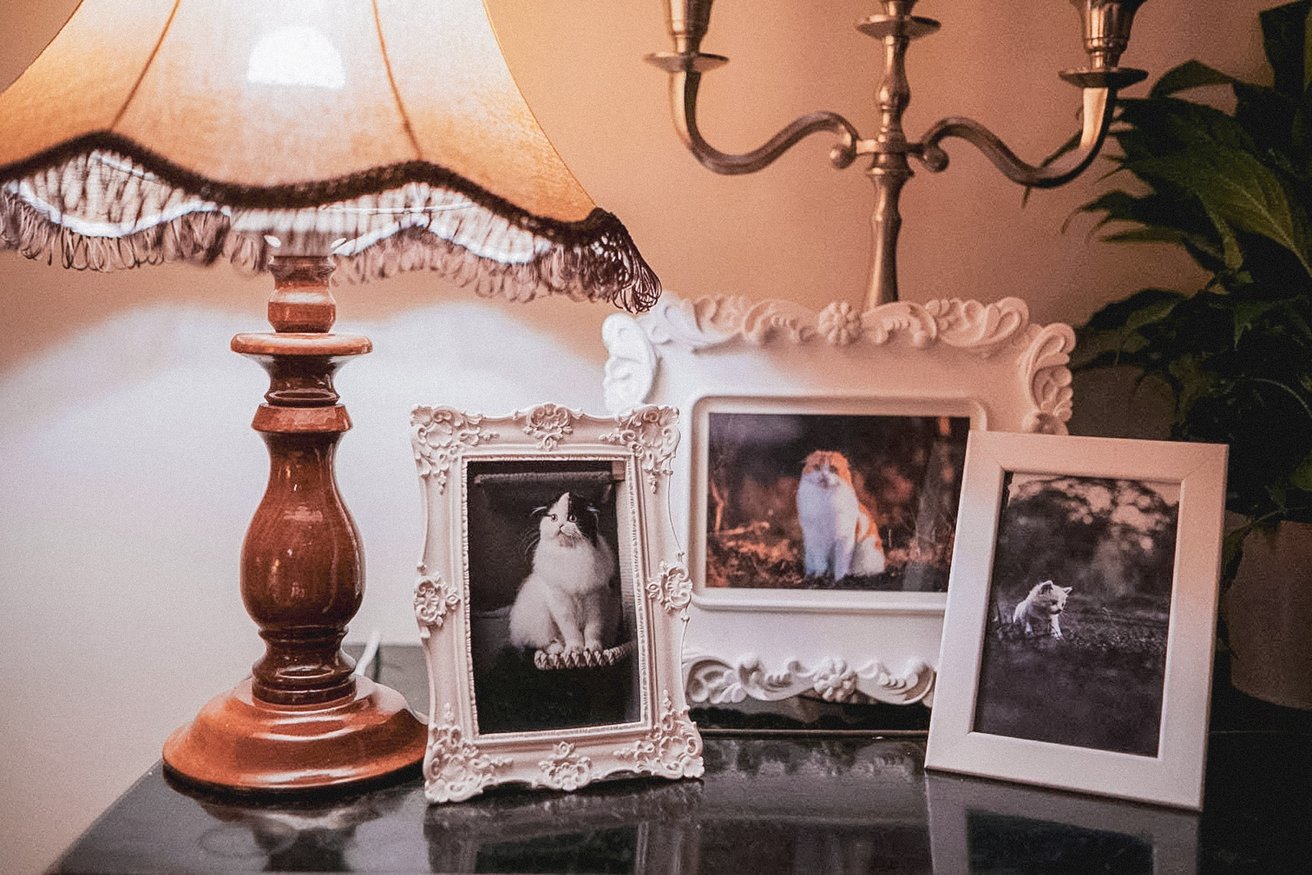 Pictures of cats on a table